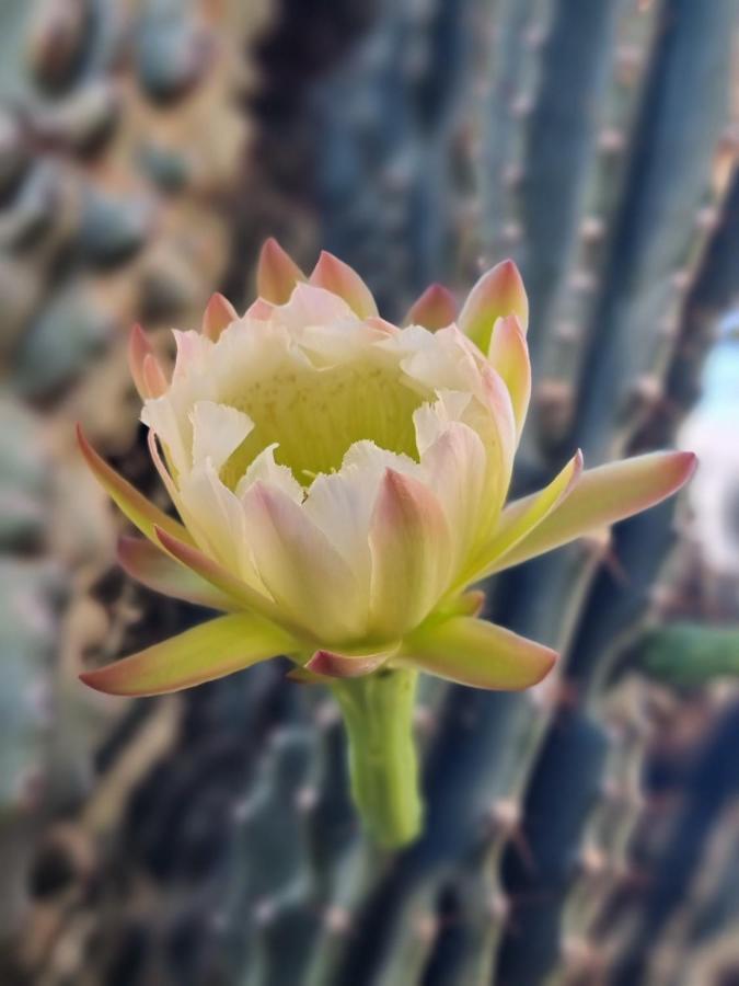 Cactus - Blooming Garden Apartments Kalamáta Kültér fotó